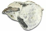 Fossil Whale Thoracic/Lumbar Vertebra - Yorktown Formation #362085-3
